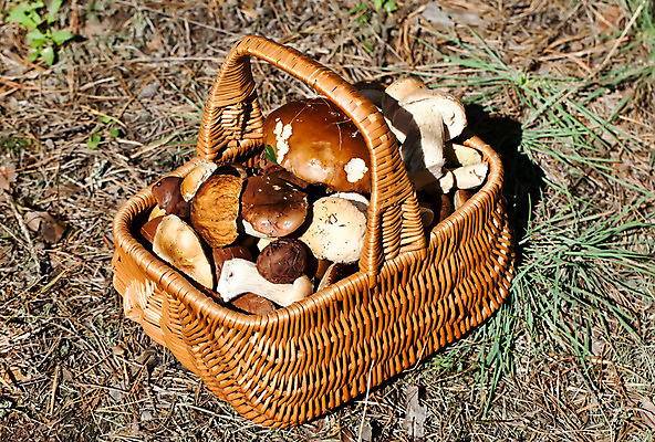 포토 JPG 해외이미지 식물 계절 음식 자연 생물 건강 이끼 사람없음 야외 목재 초록색 갈색 바구니 버섯 가을 시골 신선 닫기 숲 작음 내추럴 곰팡이 그물버섯 식용 캡모자 가문비나무 해외202004 해외포토 나무 모자_잡화 컬러 재료 모션 크기 생태계 파일형식 이미지허브