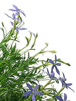 포토 JPG 해외이미지 식물 계절 꽃잎 꽃 별 밭 추상 사람없음 초록색 파란색 정원 꿈 신선 닫기 향수 오브젝트 향기 천국 고립 깊이 해외202004 해외포토 자연요소 컬러 무늬 농업 모션 화장품 냄새 파일형식 이미지허브