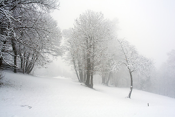 포토 JPG 해외이미지 나무 계절 겨울 자연 날씨 새해 풍경 사람없음 숲 장면 내추럴 폭설 눈내림 해외202004 해외포토 식물 눈_날씨 자연재해 생태계 파일형식 이미지허브
