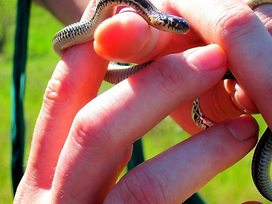 포토 JPG 해외이미지 동물 손 야생동물 파충류 자연 관리 저울 사람없음 야외 관찰 뱀 위험 작음 내추럴 신분증 끈적임 해외202004 해외포토 컨셉 모션 신체부위 크기 생태계 증명서 파일형식 이미지허브