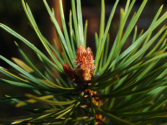 포토 JPG 해외이미지 나무 식물 백그라운드 잎 자연 풍경 사람없음 목재 초록색 태양 나뭇가지 소나무 해외202004 해외포토 자연요소 컬러 재료 생태계 파일형식 이미지허브