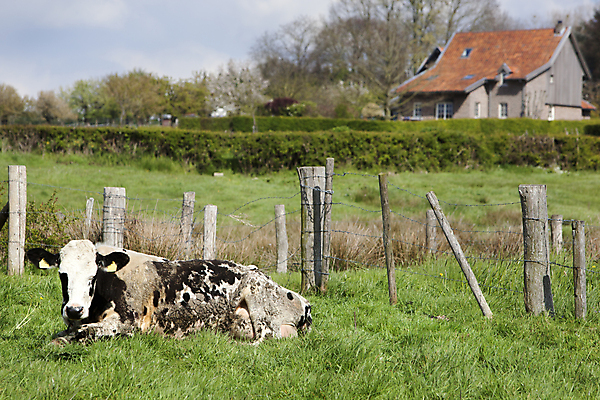 포토 JPG 해외이미지 나무 밭 자연 주택 풍경 사람없음 초록색 울타리 농장 농경지 환경 시골 소 네덜란드 진흙 해외202004 해외포토 식물 유럽 컬러 농업 포유류 건물 담장 생태계 파일형식 이미지허브