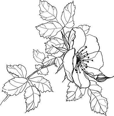 EPS 해외이미지 식물 계절 꽃 야생동물 백그라운드 꽃무늬 패턴 일러스트 자연 잉크 흑백 그래픽 장식 펜 정원 검은색 흰색 나뭇가지 인쇄 스케치 그림 생물학 판화 옛날 핸드메이드 해외202004 해외일러스트 나무 동물 교육 컬러 무늬 촬영기법 미술 필기구 생태계 파일형식 벡터 이미지허브