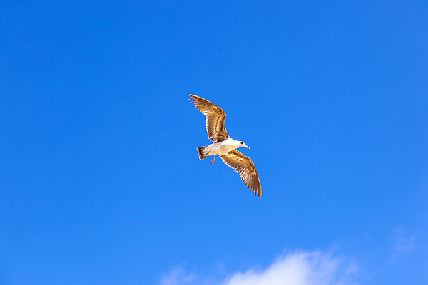포토 JPG 해외이미지 동물 1 야생동물 바다 백그라운드 자연 갈매기 조류 하늘 바람 사람없음 물 파란색 갈색 노란색 평화 맑음 검은색 미국 힘 일몰 자유 흰색 비행 오픈 우아함 깃털 비둘기 부리 무료 해외202004 해외포토 자연요소 컬러 컨셉 북아메리카 날씨 노을 생태계 파일형식 이미지허브