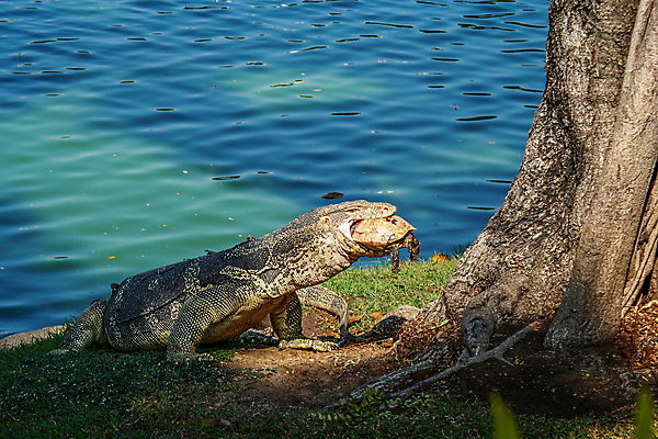 포토 JPG 해외이미지 동물 공원 야생동물 파충류 자연 생물 양서류 사람없음 초록색 물 파란색 검은색 저녁식사 껍질 용 죽음 잡기 입 거북이 위험 큼 배고픔 사냥 도마뱀 육식동물 사냥꾼 육식 거인 점심식사 몬스터 해외202004 해외포토 자연요소 직업 공공시설 컬러 컨셉 모션 신체부위 식사 크기 생태계 파일형식 이미지허브