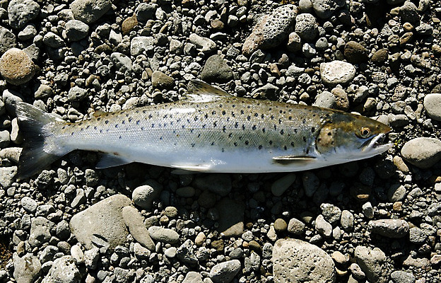 포토 JPG 해외이미지 호수 음식 자연 낚시 아이슬란드 어류 취미 사람없음 야외 강 갈색 죽음 신선 잡기 은퇴 해산물 눈금 낚시꾼 지느러미 연어 속담 내추럴 민물 송어 해외202004 해외포토 문자 유럽 컬러 모션 레저 수중동물 생태계 파일형식 이미지허브
