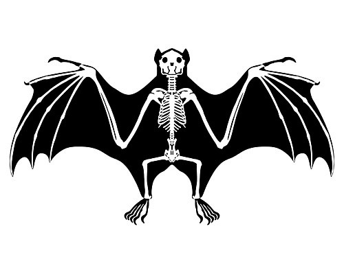 EPS 해외이미지 동물 날개 일러스트 포유류 해부 자연 뼈 골격 검은색 흰색 박쥐 바비큐립 고립 해외202004 해외일러스트 컬러 의학 바비큐 생태계 파일형식 벡터 이미지허브