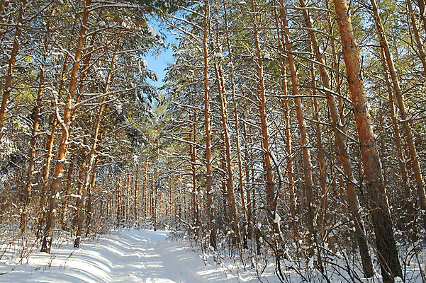 포토 JPG 해외이미지 나무 식물 계절 길 여행 크리스마스 겨울 동화 풍경 사람없음 야외 목재 빛 햇빛 얼음 추위 흰색 소나무 숲 눈보라 내추럴 폭설 눈내림 해외202004 해외포토 자연요소 기념일 컬러 재료 눈_날씨 태양 자연재해 파일형식 이미지허브