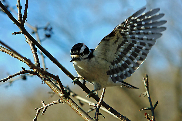 포토 JPG 해외이미지 나무 동물 여자 남자 야생동물 날개 자연 조류 앉기 사람없음 야외 파란색 검은색 흰색 관찰 점 숲 깃털 부리 계산서 동물상 수유 해외202004 해외포토 식물 컬러 모션 사람 조형물 생태계 파일형식 이미지허브