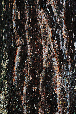 포토 JPG 해외이미지 나무 식물 백그라운드 패턴 자연 표면 추상 사람없음 목재 갈색 소나무 거친 피부 묘사 질감 나무껍질 잡동사니 내추럴 그런지 수목 옛날 해외202004 해외포토 컬러 무늬 재료 신체부위 껍질 생태계 파일형식 이미지허브