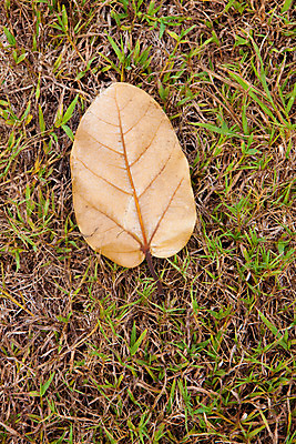 포토 JPG 해외이미지 나무 백그라운드 잎 추상 사람없음 세로 초록색 컬러풀 갈색 가을 심플 대칭 땅바닥 카피스페이스 해외202004 해외포토 식물 계절 컬러 무늬 바닥 공백 파일형식 이미지허브