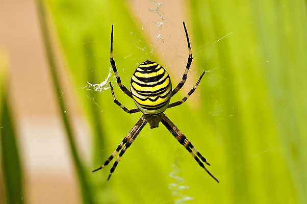 포토 JPG 해외이미지 동물 유럽 야생동물 곤충 백그라운드 십자가 신체 자연 사람없음 야외 세로 갈색 노란색 웹 줄무늬 그물 네트워크 닫기 작음 거미 내추럴 해외202004 해외포토 나라 컬러 무늬 인터넷 모션 크기 생태계 파일형식 이미지허브