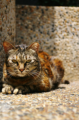 포토 JPG 해외이미지 나무 식물 동물 공원 여자 포즈 밭 오렌지 자연 휴식 주택 털 사람없음 야외 목재 빨간색 초록색 반려동물 컬러풀 햇빛 태양 정원 맑음 검은색 고양이 봄 흰색 표현 작음 호기심 코 얼룩무늬 내추럴 해외202004 해외포토 자연요소 계절 공공시설 감정 컬러 컨셉 무늬 농업 과일 재료 포유류 날씨 사람 건물 신체부위 크기 생태계 파일형식 이미지허브