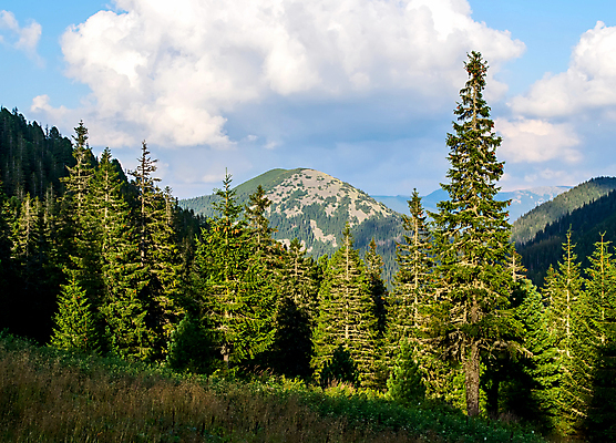 포토 JPG 해외이미지 나무 구름 계절 자연 하늘 날씨 휴가 산 그림자 풍경 사람없음 야외 초록색 여름 파란색 빛 햇빛 환경 맑음 황혼 소나무 황무지 고독 정상 저녁 숲 고도 언덕 휴양지 산등성이 장면 지역 흐림 산악지대 삼림지대 우크라이나 절정 해외202004 해외포토 자연요소 식물 감정 유럽 컬러 태양 일몰 장소 야간 생태계 파일형식 이미지허브