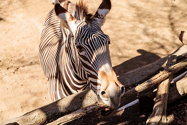 포토 JPG 해외이미지 사람없음 얼룩말 해외202004 해외포토 말_동물 파일형식 이미지허브