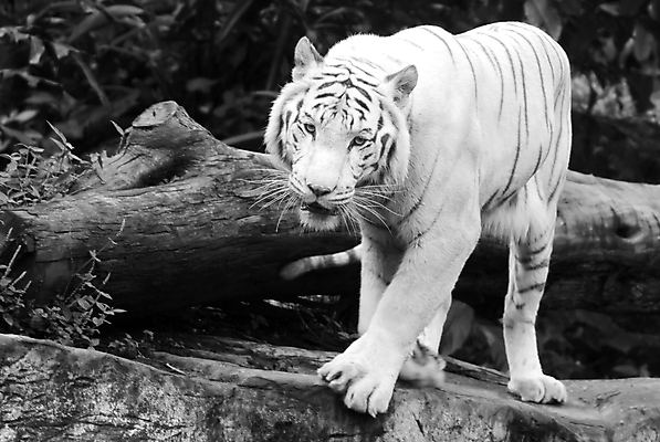 포토 JPG 해외이미지 동물 남자 포유류 발 동물원 동양인 사람없음 흰색 호랑이 가장자리 보호 멸종 표범 되감기 힘찬 해외202004 해외포토 컬러 컨셉 사람 인종 신체부위 둘레 파일형식 이미지허브