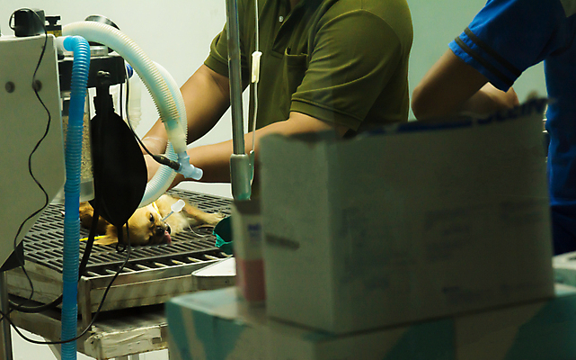 포토 JPG 해외이미지 동물 직업 손 영어 여자 남자 산업 노동자 건강 병원 사람 사람없음 치료 반려동물 사무실 약 갈색 임신 흐름 의사 업무 입 수술 개 강아지 질병 큼 간호 불독 외과 청소부 수의사 고립 기르기 돌봄 투입 해외202004 해외포토 문자 컬러 컨셉 비즈니스 포유류 의학 모션 신체부위 의료진 작업 크기 파일형식 이미지허브