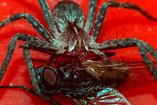 포토 JPG 해외이미지 동물 손 여자 아시아 얼굴 야생동물 절지류 자연 조류 종류 사람 사람없음 갈색 검은색 어둠 침묵 할로윈 흰색 독약 해충 질병 큼 무서움 묘사 생물학 거미 기어가기 고립 악몽 이국적 오싹 해외202004 해외포토 교육 감정 나라 컬러 곤충 의학 모션 신체부위 소리 벌레 크기 생태계 파일형식 이미지허브