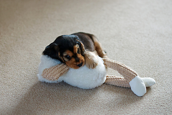 포토 JPG 해외이미지 영어 포옹 사람없음 반려동물 장난감 개 강아지 쇼 동반자 해외202004 해외포토 동물 문자 포유류 안기 파일형식 이미지허브