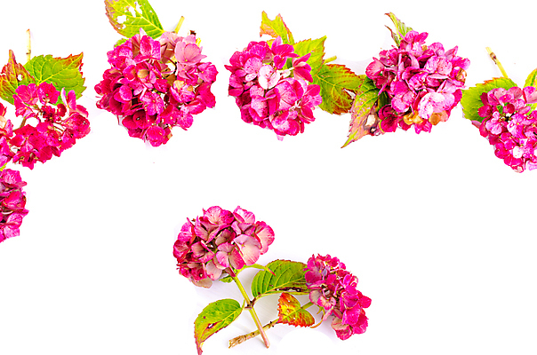 포토 JPG 해외이미지 식물 꽃잎 꽃 음식 분홍색 백그라운드 잎 꽃무늬 과일 자연 휴가 프레임 발렌타인데이 선물 사랑 사람없음 목재 장식 초록색 컬러풀 장미 갈색 노란색 우주 정원 봄 수확 벚꽃 흰색 신선 신용카드 그룹 정상 복고 아로마 내추럴 고립 그런지 옛날 해외202004 해외포토 나무 계절 감정 컬러 무늬 농업 재료 데이이벤트 금융 생태계 파일형식 이미지허브