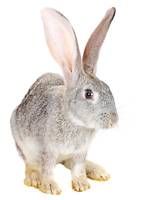 포토 JPG 해외이미지 동물 1 분홍색 백그라운드 포유류 부활절 털 선물 앉기 사람없음 반려동물 농장 회색 흰색 토끼 설치류 먹기 향기 귀 슛 솜털 고립 기르기 해외202004 해외포토 기념일 컬러 농업 모션 신체부위 냄새 돌봄 파일형식 이미지허브