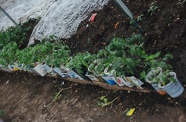 포토 JPG 해외이미지 식물 계절 줄기 잎 농업 채소 건강 사람없음 초록색 농장 새싹 정원 흙 봄 성장 보호 플라스틱 원예 먼지 모종 온실 세련 해외202004 해외포토 산업 컬러 컨셉 재질 취미 파일형식 이미지허브