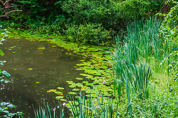 포토 JPG 해외이미지 식물 호수 백그라운드 잎 농업 자연 갈대 풍경 사람없음 야외 장식 초록색 물 강 달리기 환경 정원 흐름 연못 개울 황무지 습지 숲 백합 작음 산등성이 장면 내추럴 뒤뜰 생태학 이국적 세련 해외202004 해외포토 자연요소 교육 꽃 산업 컬러 컨셉 모션 산 크기 생태계 파일형식 이미지허브