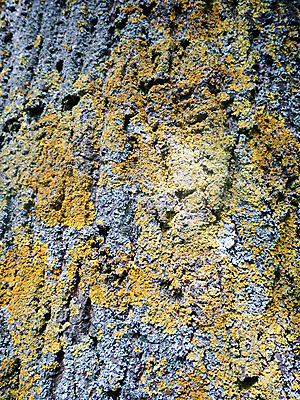 포토 JPG 해외이미지 나무 식물 디자인 공원 벽 백그라운드 패턴 자연 벽지 표면 추상 이끼 사람없음 야외 목재 초록색 갈색 노란색 환경 회색 성장 나뭇가지 거친 닫기 떨어짐 숲 묘사 질감 나무껍질 잡동사니 내추럴 그런지 수목 옛날 해외202004 해외포토 공공시설 컬러 컨셉 무늬 재료 모션 껍질 생태계 파일형식 이미지허브