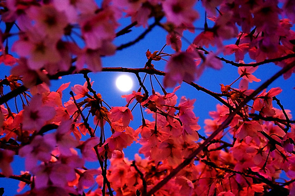 포토 JPG 해외이미지 나무 식물 전통 계절 꽃잎 꽃 아시아 분홍색 백그라운드 잎 꽃무늬 자연 하늘 사람없음 파란색 새싹 일본 축제 봄 벚꽃 달 나뭇가지 개화 체리 4월 달빛 강렬 해외202004 해외포토 자연요소 나라 컬러 무늬 과일 날짜 생태계 파일형식 이미지허브