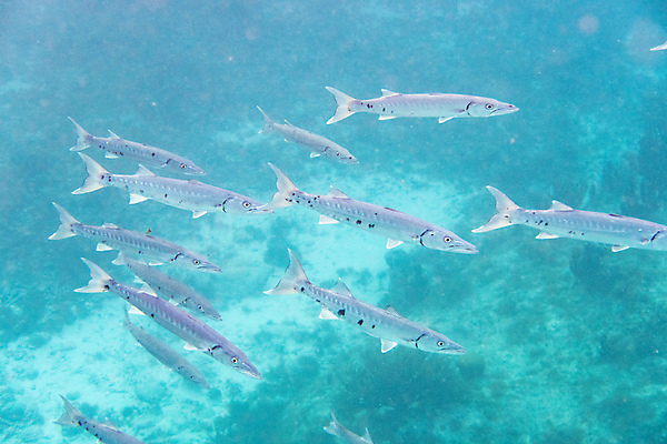 포토 JPG 해외이미지 동물 야생동물 바다 자연 어류 사람없음 여름 파란색 수중 다이빙 해외202004 해외포토 계절 컬러 수영 수중동물 생태계 수중스포츠 파일형식 이미지허브
