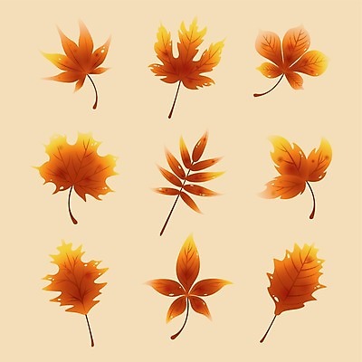 EPS 해외이미지 디자인 단풍 잎 패턴 오렌지 일러스트 자연 추상 장식 빨간색 노란색 가을 수집 고립 해외202004 해외일러스트 식물 계절 컬러 무늬 과일 생태계 파일형식 벡터 이미지허브