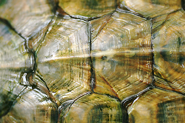 포토 JPG 해외이미지 동물 척추동물 패턴 파충류 자연 종류 사람없음 물 반려동물 껍질 닫기 거북이 척추 속도 질감 느림 해외202004 해외포토 자연요소 무늬 모션 뼈 생태계 파일형식 이미지허브