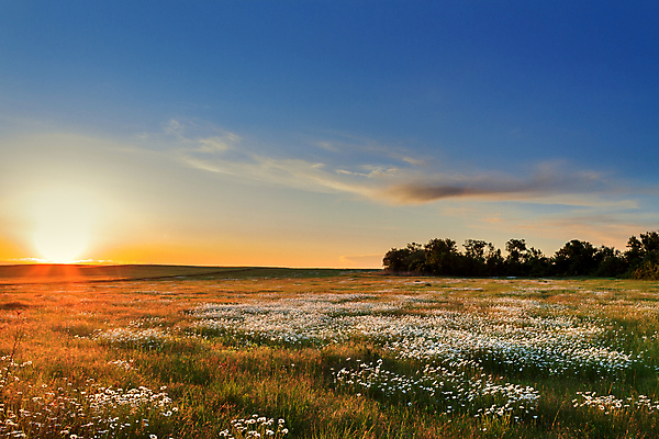 포토 JPG 해외이미지 식물 구름 디자인 계절 꽃잎 꽃 줄기 백그라운드 잎 꽃무늬 밭 자연 벽지 하늘 추상 파노라마 풍경 사람없음 초록색 여름 컬러풀 햇빛 태양 노란색 정원 맑음 일몰 봄 새벽 벚꽃 흰색 신선 개화 데이지 내추럴 캐모마일 해외202004 해외포토 자연요소 컬러 무늬 농업 날씨 촬영기법 노을 허브 생태계 파일형식 이미지허브