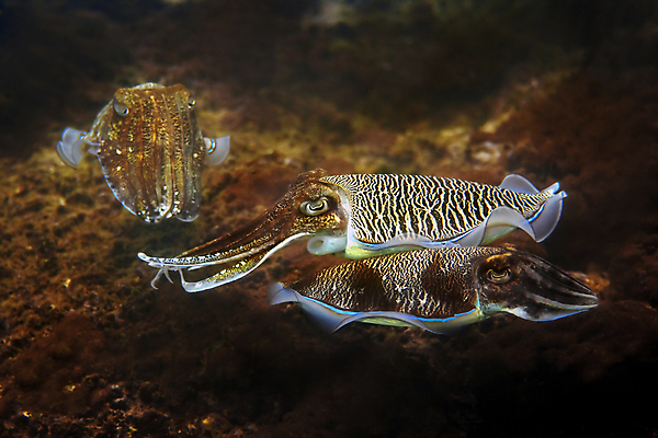 포토 JPG 해외이미지 아시아 바다 태국 어류 사람없음 물 수영 산호 땅 오징어 다이빙 인도네시아 문어 암초 몰디브 푸켓 해외202004 해외포토 자연요소 나라 연체동물 수중동물 수상스포츠 자포동물 수중스포츠 파일형식 이미지허브