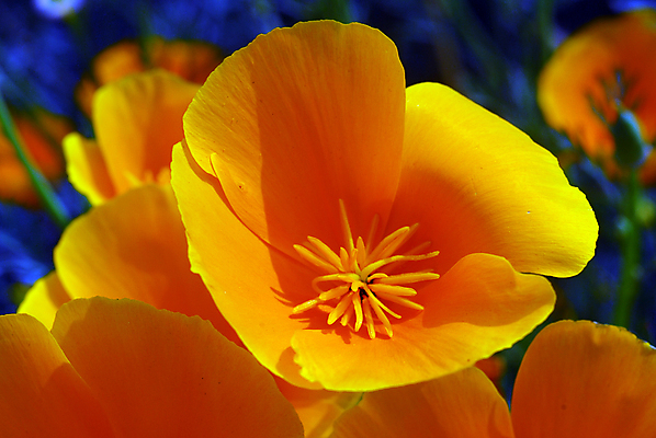 포토 JPG 해외이미지 식물 계절 꽃잎 꽃 백그라운드 꽃무늬 자연 사람없음 장식 컬러풀 약 노란색 정원 봄 벚꽃 개화 약초 그늘 원예 캘리포니아 꽃가루 양귀비 고립 해외202004 해외포토 컬러 무늬 의학 취미 미국 풀_식물 가루 생태계 파일형식 이미지허브