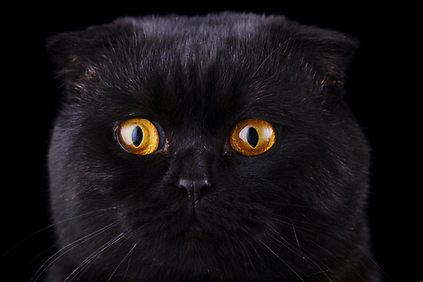 포토 JPG 해외이미지 동물 1 영어 응시 문화 얼굴 백그라운드 장난 포유류 가족 자연 영국 털 앉기 성인 사람없음 파란색 반려동물 갈색 고양이 줄무늬 회색 흰색 아기 고급 은색 작음 큼 자르기 슛 부드러움 얼룩무늬 솜털 고립 접기 스코틀랜드 해외202004 해외포토 문자 시선 유럽 컬러 컨셉 무늬 관계 모션 사람 신체부위 감각 크기 생태계 파일형식 이미지허브