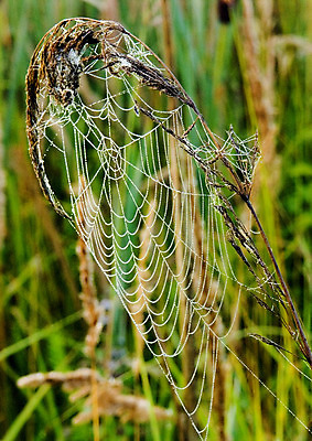포토 JPG 해외이미지 나무 자연 아침 날씨 사람없음 컬러풀 햇빛 어둠 추위 안개 가을 물방울 농촌 이슬 신비 거미줄 카피스페이스 해외202004 해외포토 주간 식물 계절 컬러 컨셉 태양 공백 시골 생태계 파일형식 이미지허브
