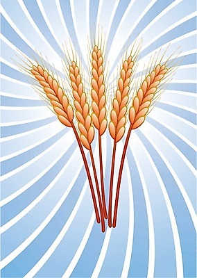 EPS 해외이미지 클립아트 식물 디자인 계절 실루엣 음식 빵 백그라운드 패턴 농업 일러스트 자연 휴가 새로움 건강 옥수수 미술 씨앗 장식 파란색 빛 노란색 수확 광선 가을 흰색 시골 악단 황금 낟알 밀 심볼 그림 유기농 복고 귀 내추럴 엘리먼트 호밀 해외202004 해외일러스트 웰빙 산업 음악 컬러 컨셉 무늬 문화예술 곡류 촬영기법 신체부위 생태계 파일형식 벡터 사람 이미지허브