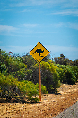포토 JPG 해외이미지 나무 식물 동물 구름 실루엣 도로 야생동물 모래 여행 자연 하늘 휴가 거리 경고 풍경 사람없음 초록색 노란색 검은색 시골 고속도로 호주 위험 아스팔트 땅 심볼 사인 도로표지판 장면 조심 캥거루 멀리 길가 다음 오지 해외202004 해외포토 자연요소 길 컬러 컨셉 포유류 교통시설 촬영기법 표지판 오세아니아 생태계 파일형식 이미지허브