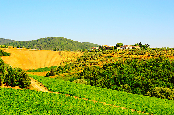 포토 JPG 해외이미지 나무 식물 유럽 길 선 여행 패턴 밭 농업 과일 자연 하늘 포도 산 주택 풍경 사람없음 초록색 여름 파란색 농가 농장 와인 정원 계곡 이탈리아 수확 성장 시골 숲 만취 빌라 맨션 타일 언덕 올리브 포도밭 포도나무 땅바닥 양조장 줄서기 토스카나 해외202004 해외포토 계절 열매 나라 산업 컬러 무늬 모션 바닥 주류 건물 과일나무 생태계 술취함 파일형식 이미지허브