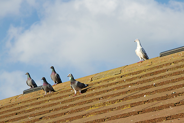 포토 JPG 해외이미지 동물 구름 응시 자연 조류 하늘 지붕 앉기 사람없음 파란색 흰색 타일 비둘기 해외202004 해외포토 자연요소 시선 컬러 모션 생태계 파일형식 이미지허브