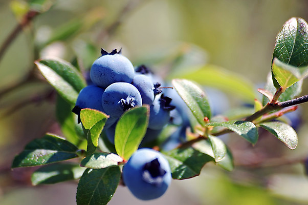 포토 JPG 해외이미지 열매 음식 백그라운드 잎 캐나다 농업 과일 공 아침 디저트 건강 사람없음 목재 초록색 물 파란색 농장 젖음 수확 나뭇가지 신선 원형 선택 이슬 유기농 블루베리 섬유 8월 7월 월귤 해외202004 해외포토 주간 자연요소 도형 나무 식물 웰빙 산업 컬러 컨셉 북아메리카 재료 직물 날짜 파일형식 이미지허브
