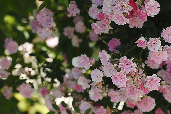 포토 JPG 해외이미지 식물 꽃 잎 꽃무늬 자연 사람없음 야외 빨간색 초록색 빛 장미 정원 벚꽃 신선 개화 소프트포커스 원예 꽃가루 내추럴 해외202004 해외포토 컬러 무늬 촬영기법 취미 가루 생태계 파일형식 이미지허브