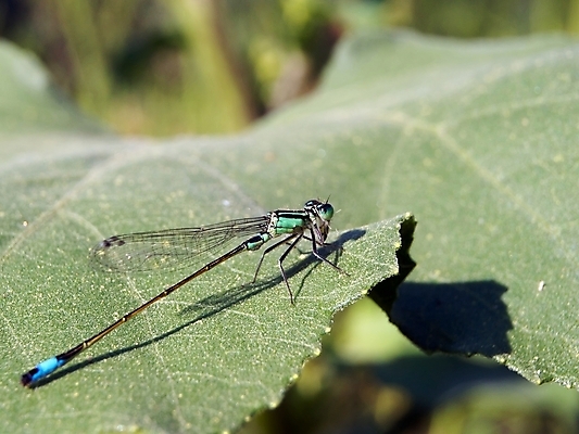 포토 JPG 해외이미지 식물 동물 야생동물 곤충 잎 자연 사람없음 초록색 여름 파란색 봄 닫기 벌레 잠자리 꼬리 정사각형 동물상 해외202004 해외포토 도형 계절 컬러 모션 조형물 생태계 파일형식 이미지허브