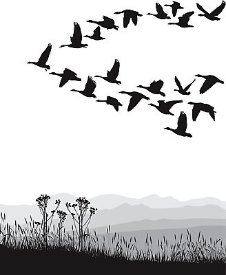 EPS 해외이미지 클립아트 모양 동물 디자인 계절 실루엣 야생동물 백그라운드 겨울 패턴 날개 일러스트 자연 조류 풍경 야외 그래픽 가로 세트 검은색 덮개 가을 흰색 그룹 심볼 깃털 그림 실타래 거위 고립 많음 해외202004 해외일러스트 컬러 컨셉 무늬 촬영기법 뚜껑 생태계 파일형식 벡터 이미지허브