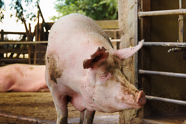 포토 JPG 해외이미지 두마리 실내 사람없음 가축 돼지 지저분함 축산업 축사 철창 양돈장 해외202004 해외포토 동물 건축물 산업 2 포유류 내부 감각 파일형식 이미지허브