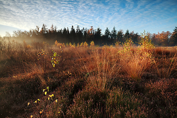 포토 JPG 해외이미지 나무 식물 구름 계절 오렌지 자연 하늘 아침 풍경 사람없음 야외 파란색 햇빛 노란색 일출 맑음 침묵 고요 안개 가을 흰색 시골 습지 숲 속도 네덜란드 자작나무 해외202004 해외포토 주간 자연요소 유럽 컬러 과일 날씨 태양 노을 소리 생태계 파일형식 이미지허브