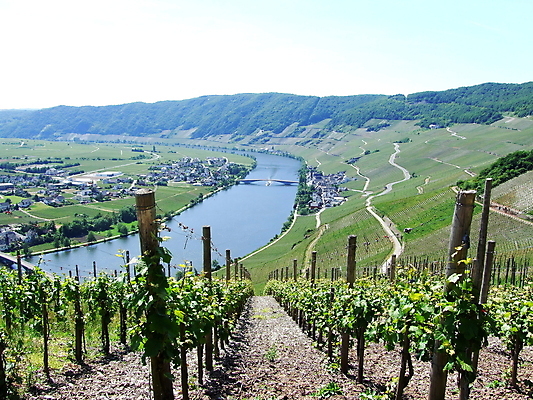 포토 JPG 해외이미지 독일 사람없음 강 포도밭 해외202004 해외포토 유럽 밭 파일형식 이미지허브