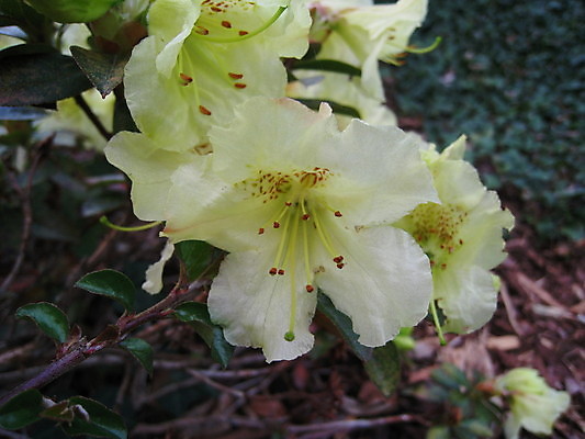 포토 JPG 해외이미지 나무 식물 꽃 자연 하늘 산 노르웨이 사람없음 빨간색 초록색 여름 태양 봄 회색 바위 흰색 해외202004 해외포토 자연요소 계절 유럽 컬러 돌_바위 생태계 파일형식 이미지허브