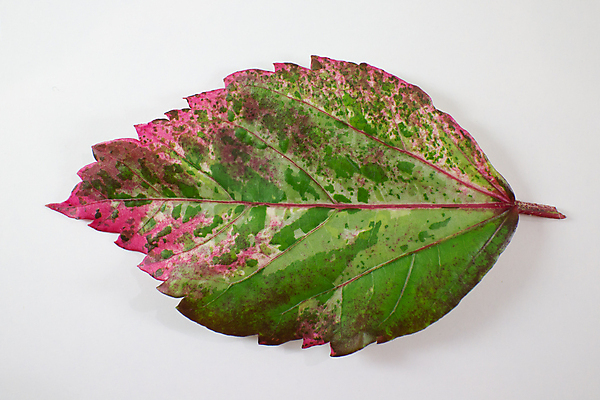 포토 JPG 해외이미지 식물 꽃잎 꽃 백그라운드 잎 꽃무늬 태국 자연 프레임 사람없음 장식 초록색 장미 노란색 우주 정원 중국 활발 벚꽃 닫기 큼 심볼 오브젝트 아욱 이국적 히비스커스 해외202004 해외포토 아시아 컬러 컨셉 무늬 모션 크기 생태계 파일형식 이미지허브